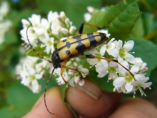 Strangalia maculata