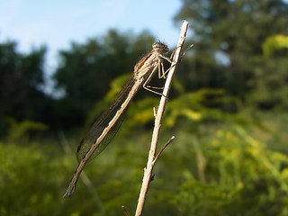 Sympecma fusca