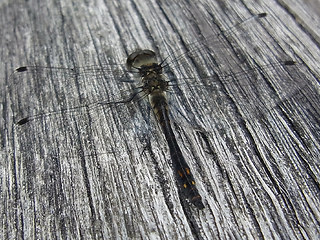 Sympetrum danae