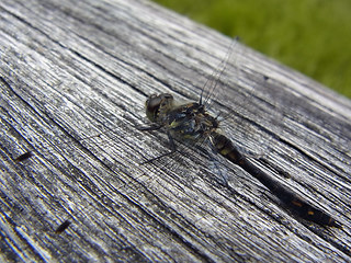 Sympetrum danae