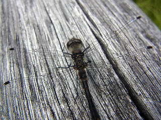 Sympetrum danae