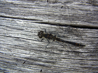 Sympetrum danae