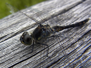 Sympetrum danae