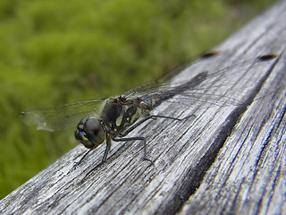 Sympetrum danae