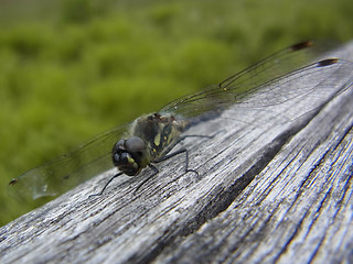 Sympetrum danae