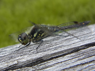 Sympetrum danae