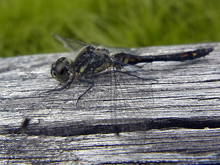 Sympetrum danae