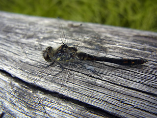 Sympetrum danae