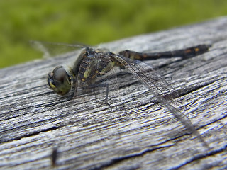 Sympetrum danae