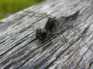 Sympetrum danae