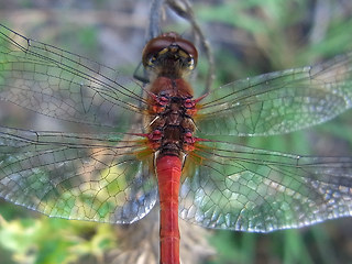 Sympetrum sanguineum