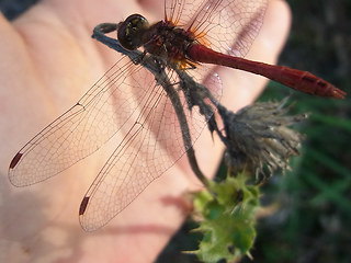 Sympetrum sanguineum