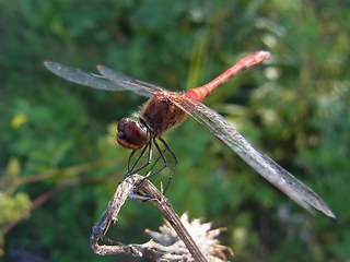 Sympetrum sanguineum