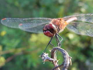 Sympetrum sanguineum