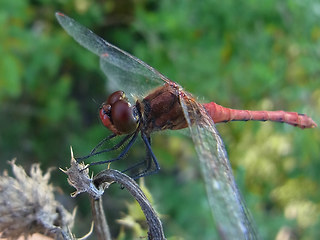 Sympetrum sanguineum