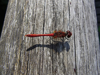 Sympetrum sanguineum