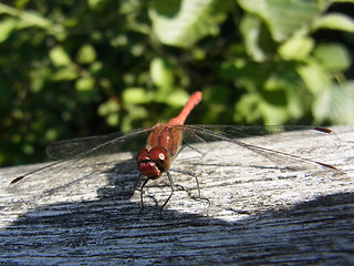 Sympetrum sanguineum