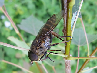 Tabanus sudeticus