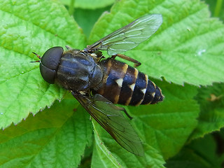 Tabanus sudeticus