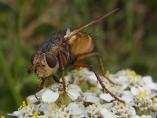 Tachina fera