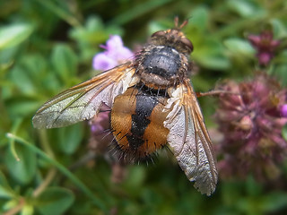 Tachina fera