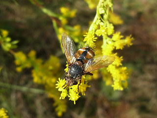 Tachina magnicornis