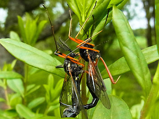 Tanyptera atrata