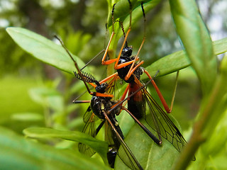 Tanyptera atrata