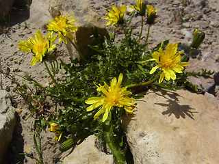 Taraxacum alpinum