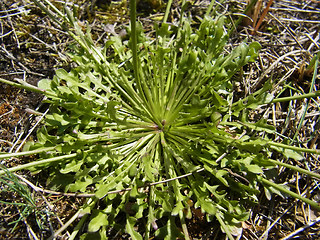 Teesdalia nudicaulis