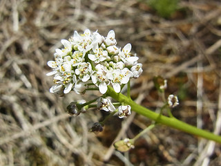 Teesdalia nudicaulis