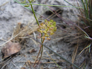 Teesdalia nudicaulis