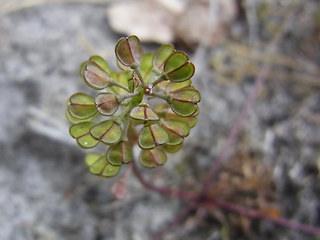 Teesdalia nudicaulis