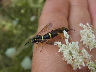 Tenthredo omissa