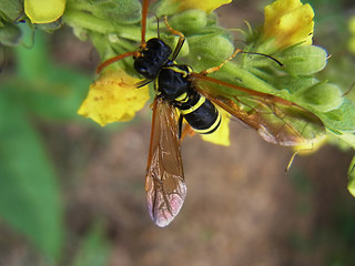 Tenthredo scrophulariae