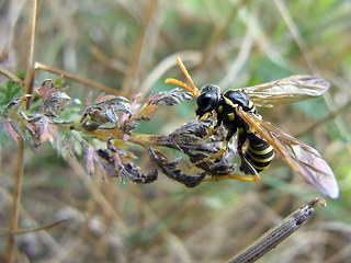 Tenthredo scrophulariae