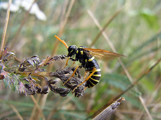 Tenthredo scrophulariae