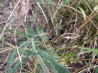 Tenthredo scrophulariae