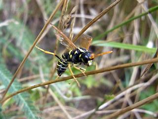 Tenthredo scrophulariae