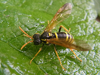 Tenthredo scrophulariae