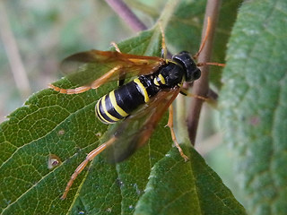 Tenthredo scrophulariae