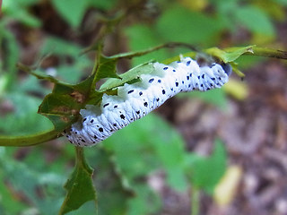 Tenthredo scrophulariae