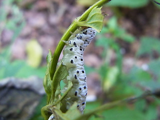 Tenthredo scrophulariae