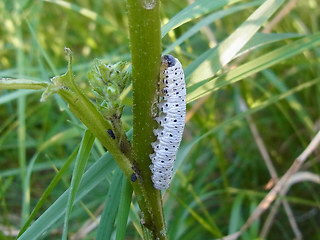 Tenthredo scrophulariae