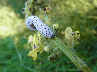 Tenthredo scrophulariae