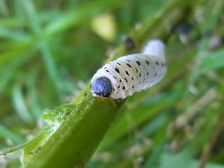 Tenthredo scrophulariae