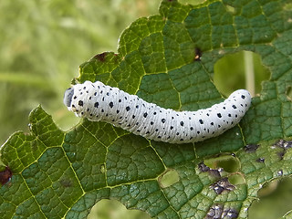 Tenthredo scrophulariae