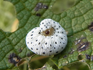 Tenthredo scrophulariae