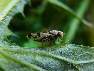 Tephritis hyoscyami