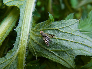 Tephritis hyoscyami